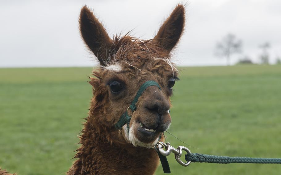 An alpaca’s face up close.