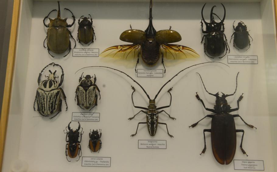 Beetles are among the creatures shown in permanent displays at the House of the Butterflies in Bordano, Italy.