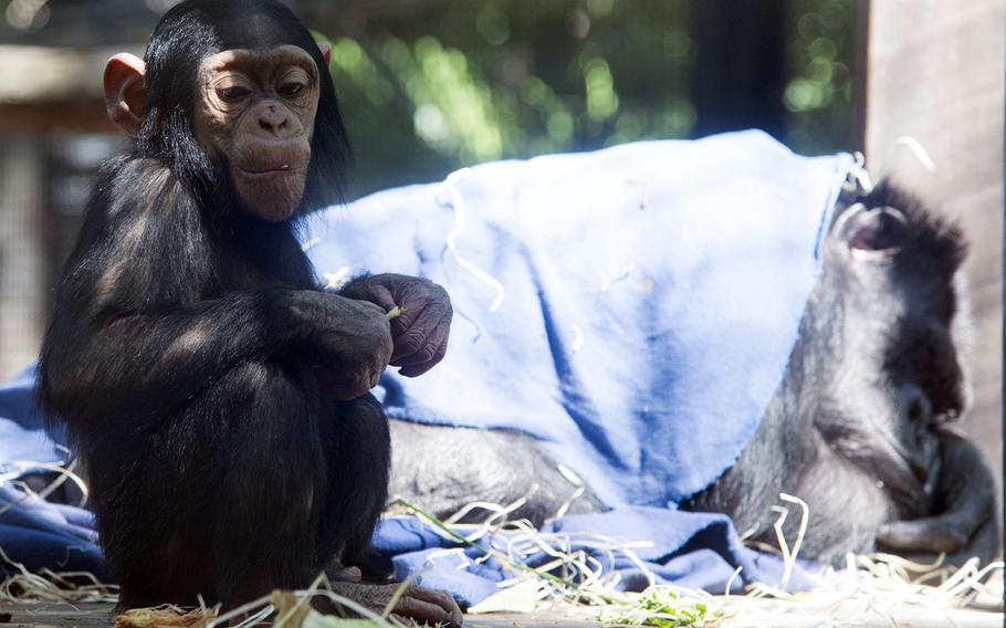 A baby chimpanzee enjoys a meal at Rockhampton Zoo in Australia.
