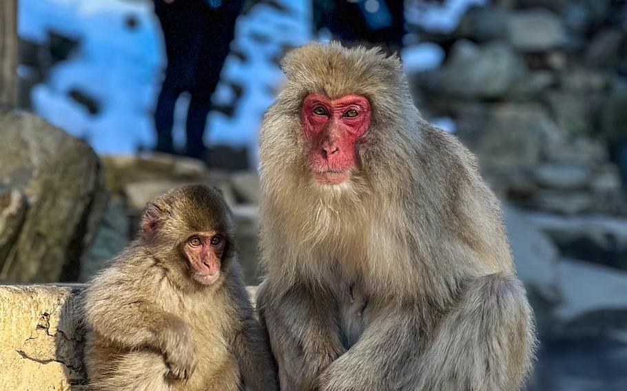 The macaques are spread out through Joshinetsu Kogen National Park in Nagano, Japan. Many are within camera range, but visitors are prohibited from using drones or other gear that will startle the animals. 