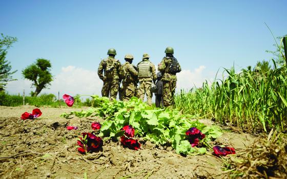 COP Sabari, Afghanistan, April 12, 2012: U.S. forces assisted by Afghan Security Forces tell a poppy farmer near Combat Outpost Sabari in eastern Afghanistan's Khost province that he must destroy his crop. 