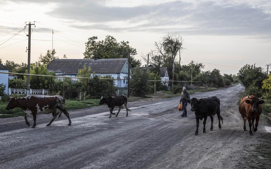 A farmer and his cattle head home in Ukraine. 