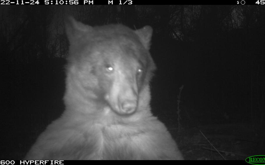 A bear in Boulder discovered a wildlife ranger’s camera trap in November 2022.