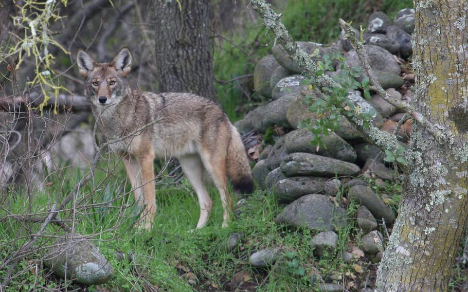 A coyote in a densely vegetated area.