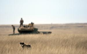 Smardan, Romania, Dec. 6, 2017: A stray dog watches as U.S. soldiers wait for orders on top their M1A2 Abrams tank, during training in Smardan, Romania, Wednesday, Dec. 6, 2017.  Packs of stray dogs, an all too common sight in Eastern Europe but unusual in the United States, roam the barren training area, looking for scraps and vying for the busy soldiers’ attention. The soldiers training on the base have been told not to pet the wild dogs, regardless of how cute they may look. 

Read the story here. [https://www.stripes.com/theaters/us-tankers-deal-with-the-cold-wild-dogs-as-they-train-in-remote-area-of-romania-1.501226]

META TAGS: Moldova, Romania; U.S. Army; 2nd Armored Brigade Combat Team; Operation Atlantic Resolve; multi-national training exercise; Daggar Brigade; 