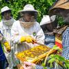 Students dressed in protective gear check on bees with their teacher. 