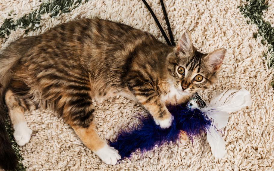 Kalisek’s real-life cats look nearly identical to the ones she created in The Sims months earlier. 