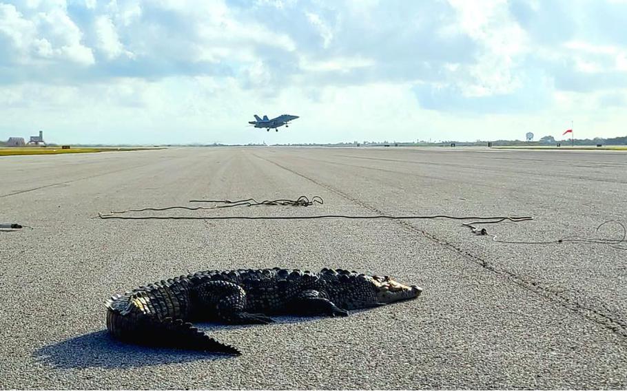 A crocodile, with a Super Hornet in the background, soaks up some sun on a runway at Naval Air Station Key West.