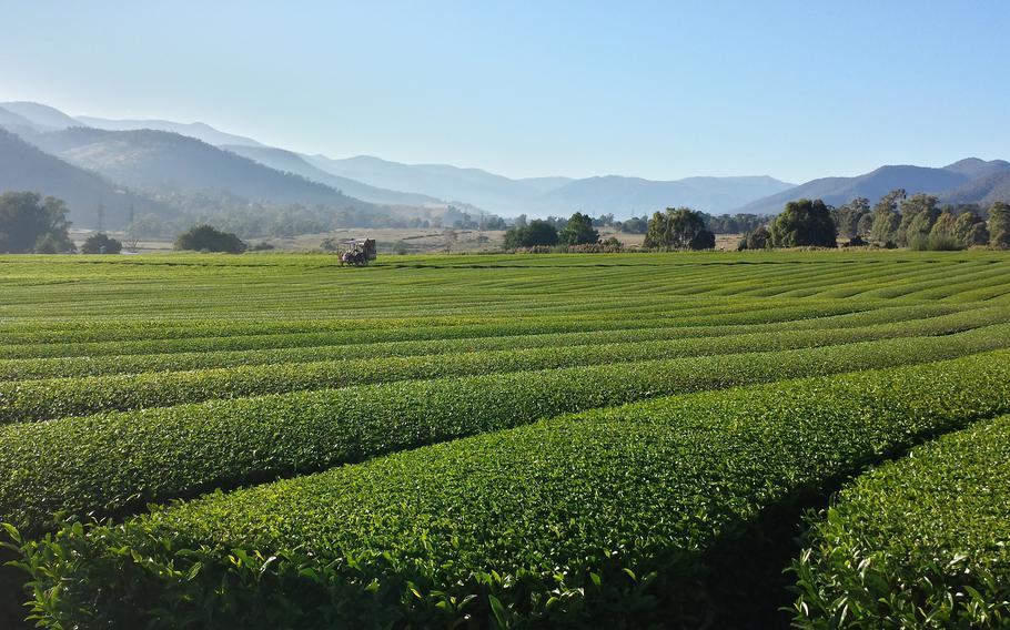 Green-tea fields in the Victorian Alpine region. 