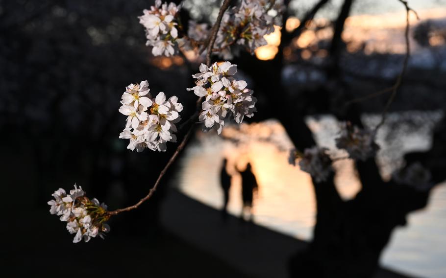 People gather at sunrise at the Tidal Basin to view the blooming cherry blossoms on Sunday in Washington.  