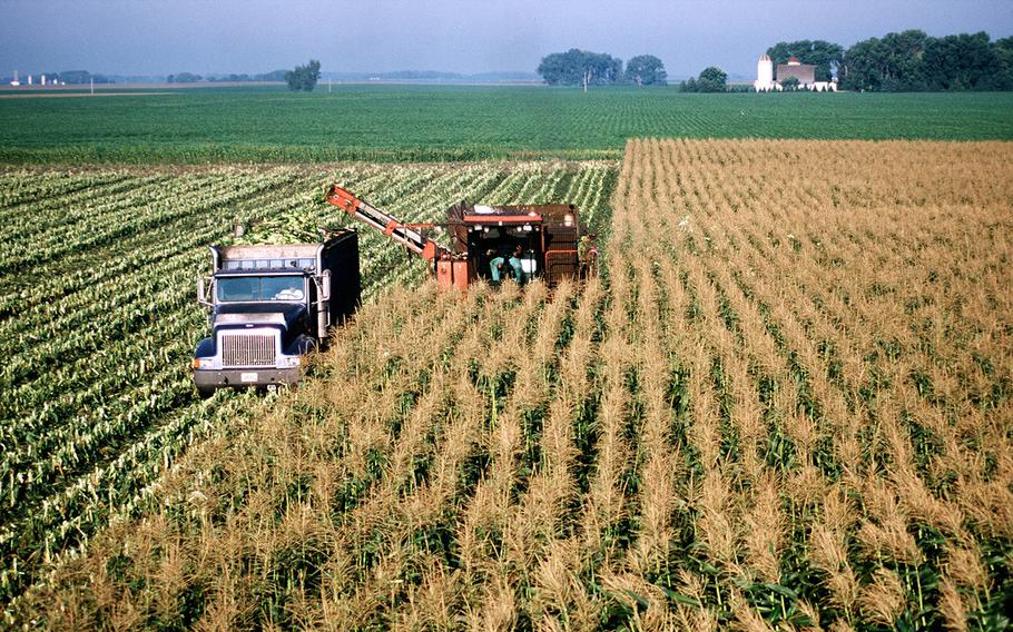 In a 2002 file image, corn is harvested on a large commercial farm near Hector, Minnesota. 