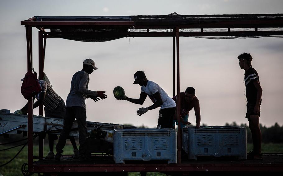 Workers sort harvested watermelons into crates on a farm in the Ulldecona district of Tarragona, Spain, on July 20, 2022. 