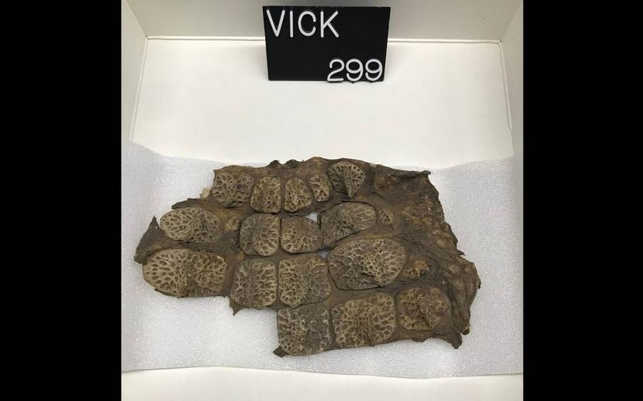 A piece of alligator hide.