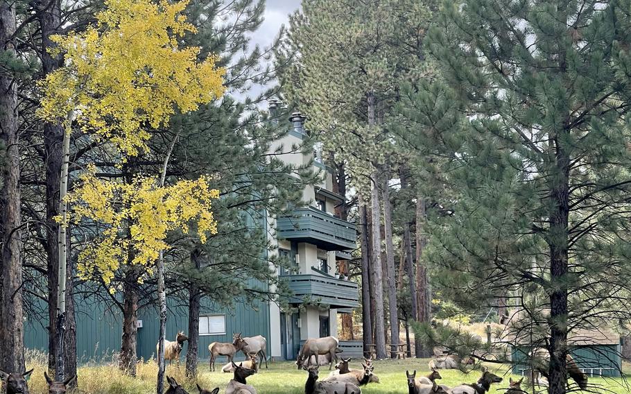 Elk are a common site throughout Estes Park. Herds are known to wander to wherever the grass is greenest; outside apartment complexes and golf courses are popular spots. 