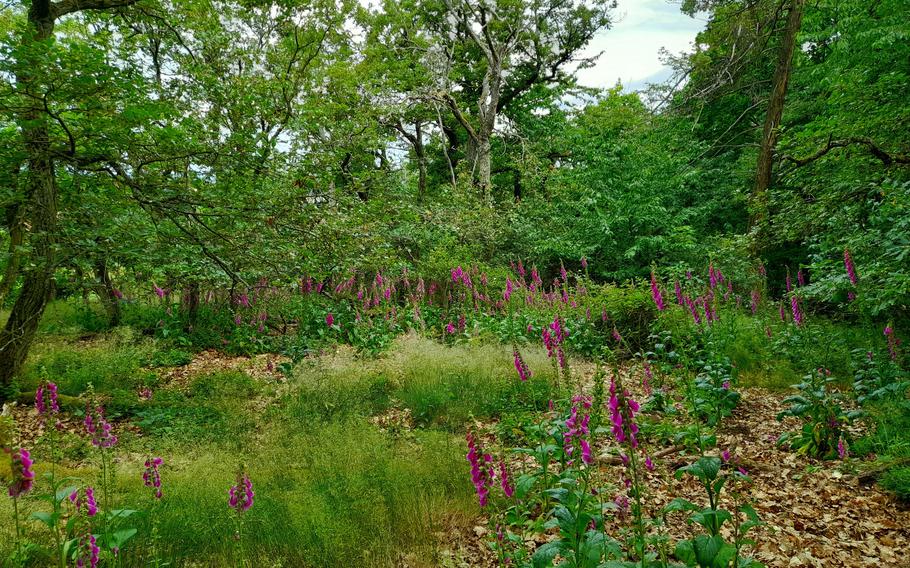 Meadows full of foxglove add a splash of color to the route.