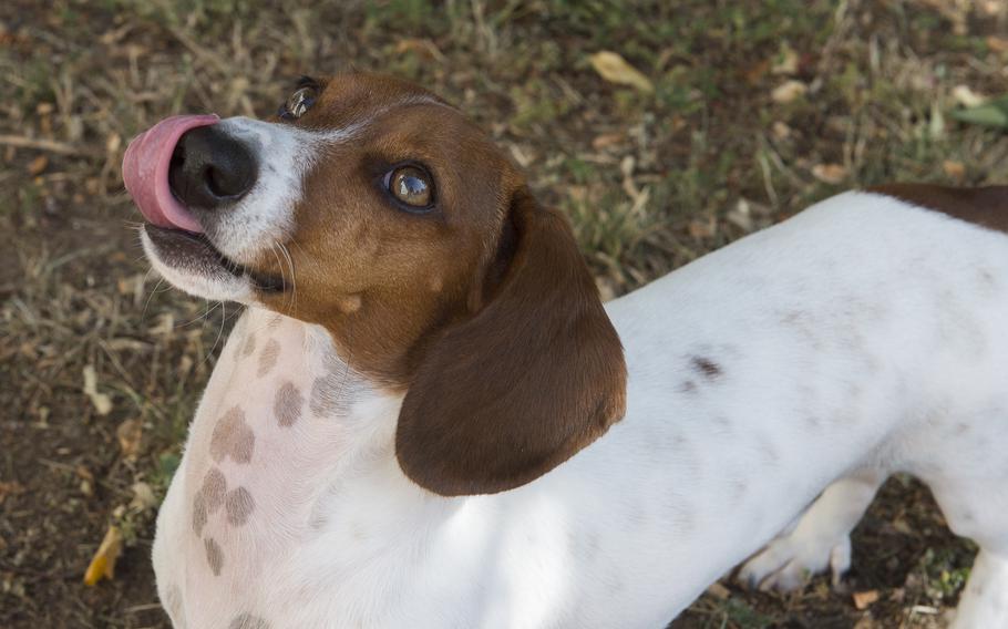 A piebald miniature dachshund licks his lips.