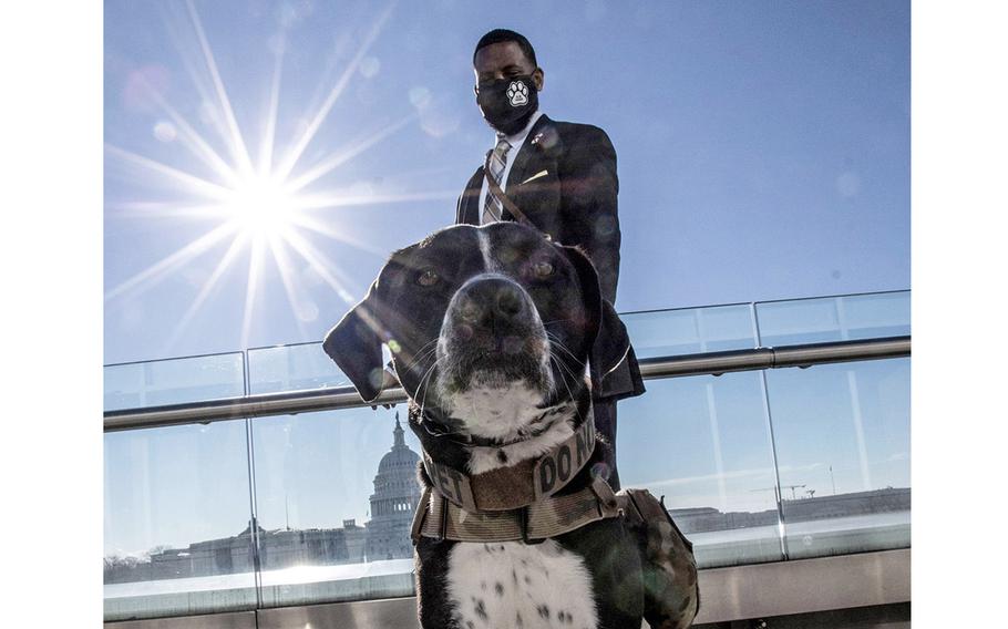 Veteran David Crenshaw and his service dog Doc appear at a Capitol Hill news conference to promote the Puppies Assisting Wounded Servicemembers (PAWS) Act, March 3, 2021. Veterans diagnosed with post-traumatic stress disorder are slated to participate in a national pilot program to train service dogs.