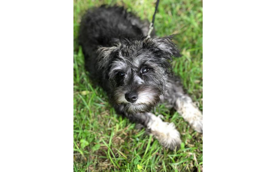 An 89-year-old Army veteran said he “had no choice” but to run 100 yards and beat two pit bulls with a stick as they mauled a North Carolina woman after killing his “loving” miniature schnauzer, Kalee, pictured.
