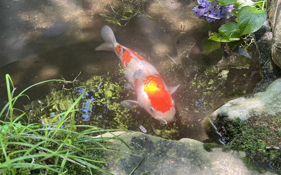 A white and orange fish swims on the edge of a koi pond surrounded by rocks and grass.
