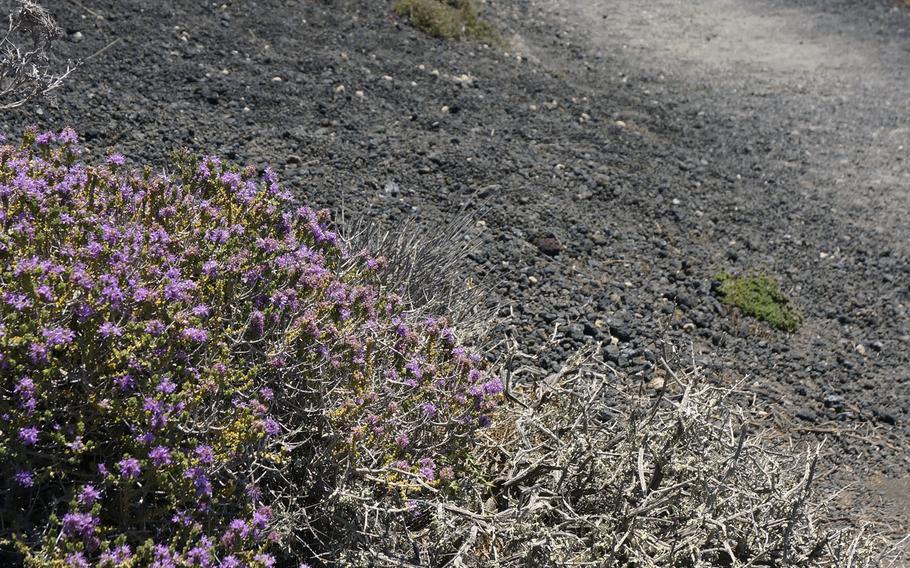 Aromatic herbs grow on lava fields along the 10K trail between the towns of Fira and Oia on the island of Santorini, Greece, on June 29, 2021. The hike along the sunken volcano’s rim takes in stretches of wilderness, windswept churches, and white-and-blue villages with vineyards to one side and infinity pools to the other. 