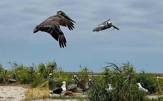 Nesting brown pelicans started to appear around the Chesapeake Bay about 25 years ago, having relocated from North Carolina's Outer Banks. MUST CREDIT: Washington Post photo by Andrea Sachs