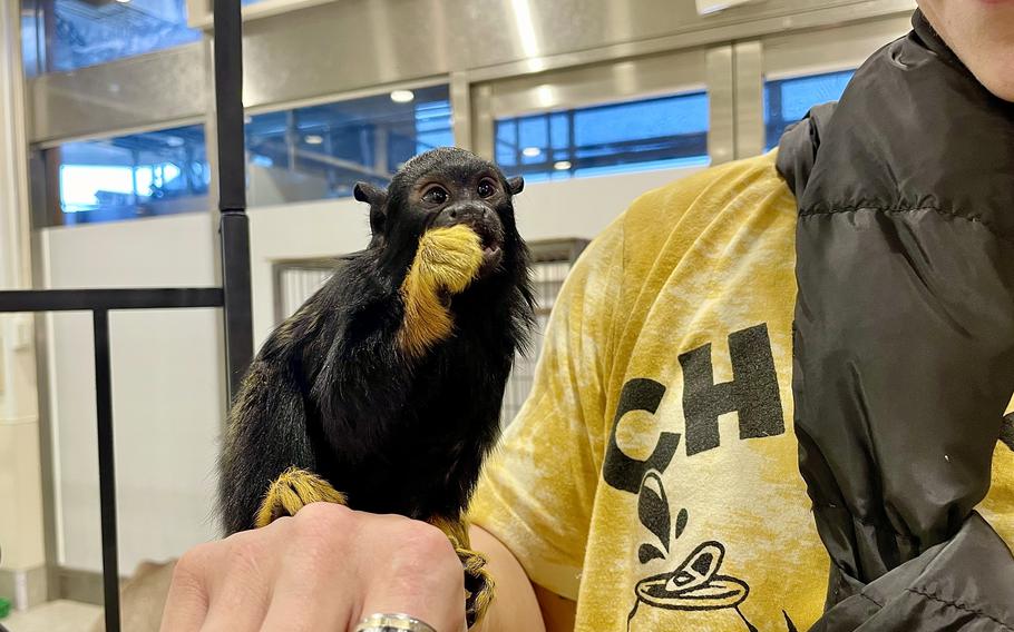 A golden-handed tamarin monkey enjoys a treat at Animal Touch, a miniature zoo in Yokohoma, Japan.