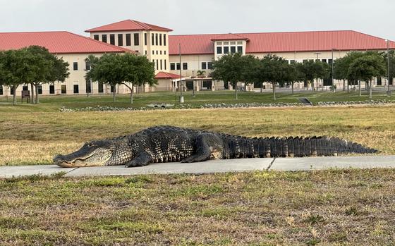 A 12-foot, 4-inch alligator has been banished from MacDill Air Force Base in Tampa, Fla., after getting caught twice in areas off limits to reptiles.
