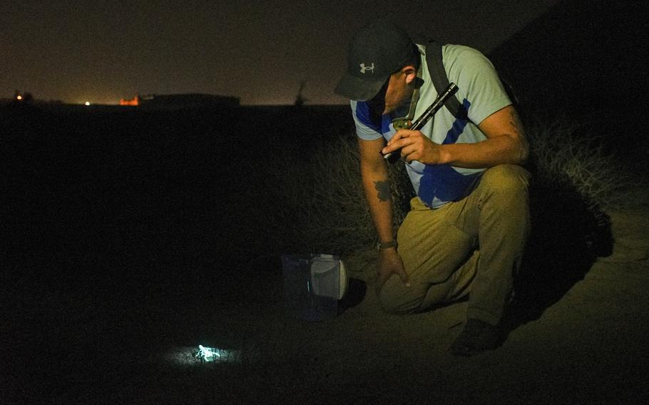 Army Spc. Joseph Neitz shines a blacklight on an Arabian fat-tailed scorpion, a venomous species native to the desert terrain surrounding Ali Al Salem Air Base in Kuwait. Neitz led a search for scorpions on Nov. 26, 2022, as part of efforts by the base's veterinary and medical teams.