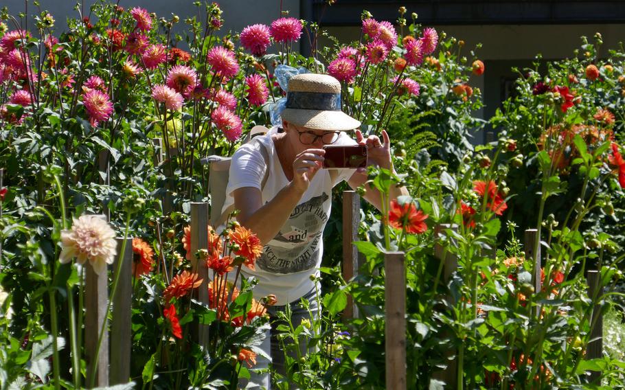 A visitor photographs the flowers in the dahlia garden in Fulda, Germany. The small garden is across the street from the basilica.