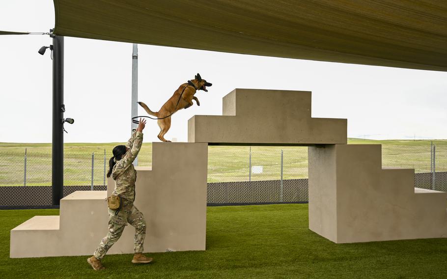 U.S. Air Force Senior Airman Gracia Bolainez, 9th Security Forces Squadron K-9 handler, and U.S Air Force Military Working Dog (MWD) Azur run the obstacle course at the kennel on Beale Air Force Base, California, Feb. 29, 2024. Bolainez and MWD Azur have been working on obedience training and control aggression.