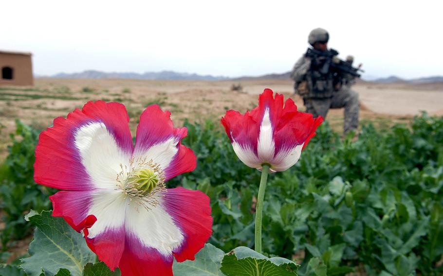 A soldier stands guard in a poppy field outside a  house Saturday near Khaneh Gerdab, Afghanistan in 2009. A growing preference among global drug producers for cheaper synthetic opioids could bust up the Afghan heroin industry that fuels the country's insurgencies and corruption, according to a new Rand Corp. report.   