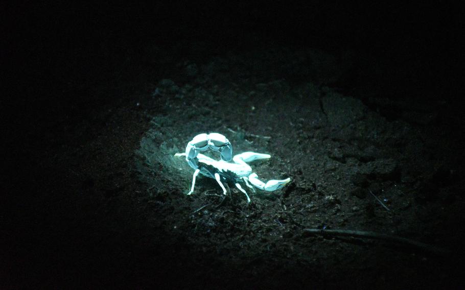 An Arabian fat-tailed scorpion glows under a blacklight near a bunker at Ali Al Salem Air Base in Kuwait. The exoskeletons of the scorpions glow when ultraviolet light shines upon them.