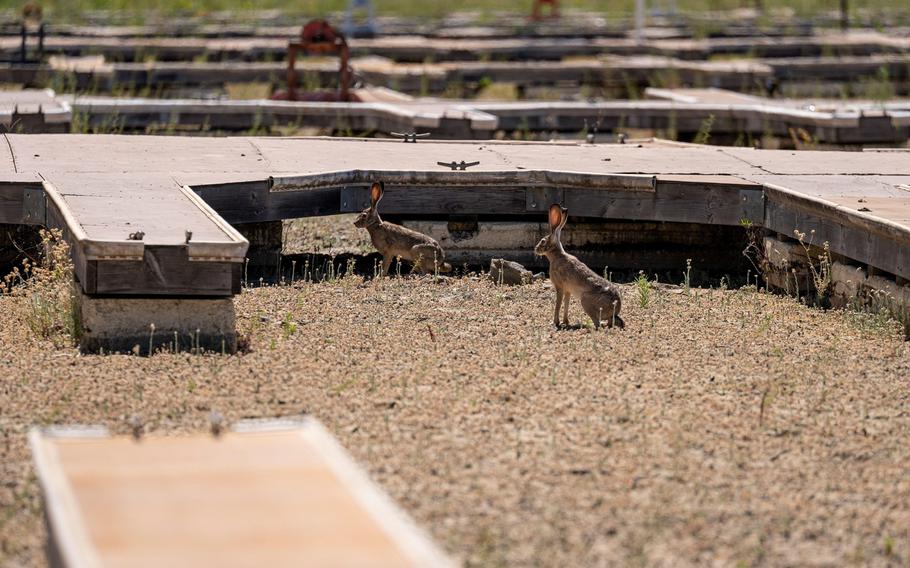 Jackrabbits on a dried lake bed at Folsom Lake Marina during a drought in El Dorado Hills, Calif., on May 25, 2021. 