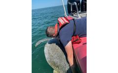 A Coast Guard crew member lifts a large green turtle into a boat Monday, March 28, 2022, off Fleming Key, Fla. The reptile was injured and was taken to the Turtle Hospital in Marathon for treatment.