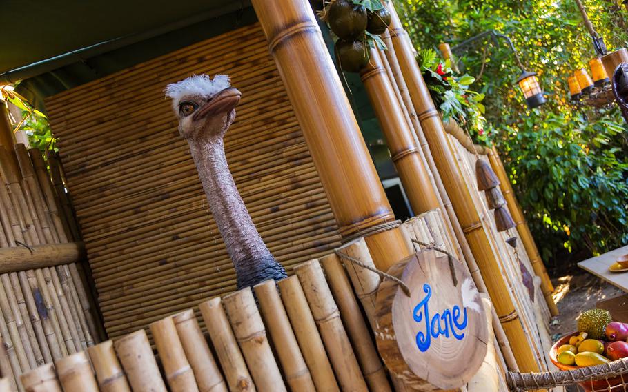 Jane the ostrich at Disneyland’s Adventureland Treehouse in Anaheim, Calif. 