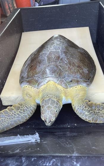 Buddy, a juvenile green sea turtle, rests in a bin before being taken for treatment for injuries to the Turtle Hospital in the Florida Keys Monday, March 28, 2022. 