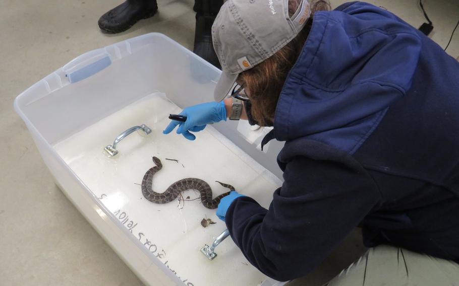 A scientist with gloved hands hovers over a snake in a tub.