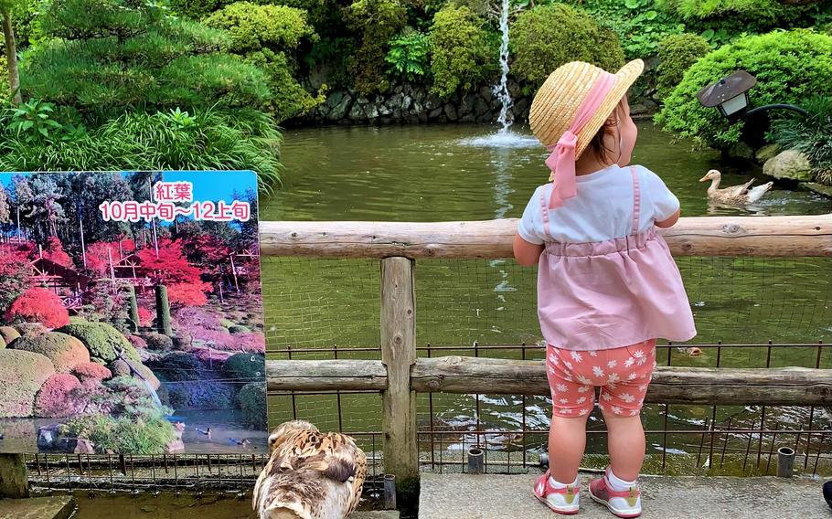 Feeding ducks and koi in a pond at Kamatsuzawa Leisure Farm in Saitama prefecture, Japan, July 24, 2022. 