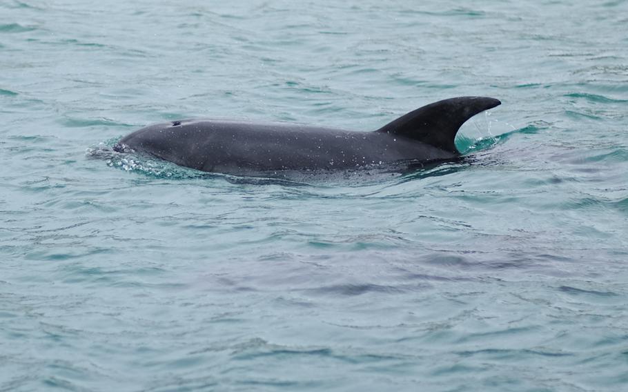 Russia seems to have placed trained dolphins at the entrance to a key Black Sea port, in a move that may be designed to help protect a significant Kremlin naval base there, according to a naval analyst.