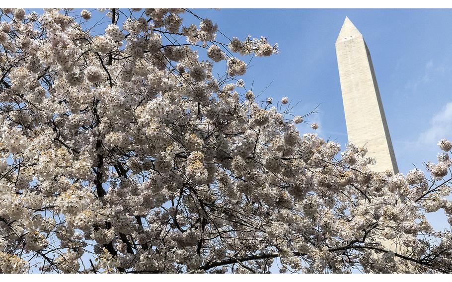 Cherry blossoms and the Washington Monument in Washington, D.C., March 23, 2023.