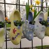 Hed: Shoes fit for a King, 2008

Lisse, Netherlands, Mar. 20, 2008:  Flowers grow out of traditional Dutch wooden shoes at a display at Keukenhof gardens.

This Saturday is a great time to visit the little Kingdom as Saturday April 26th the entire country will celebrate King's Day to celebrate the birth of King Willem Alexander. Every town, big or small, celebrates with music, food, games and often flea markets where locals put anything they want to get rid off for sale on their doorstep. The royal family itself will celebrate the day in Doutinchem this year, but the entire country is basically one big party.

Check out our events page to see if any tours from your base are heading to te lowlands. Be sure to wear some orange! https://www.stripes.com/living/europe_travel/events/

META TAGS: travel; netherlands; holland; national holiday