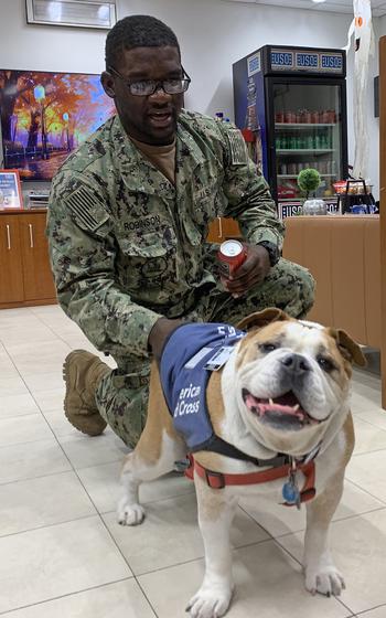 Seaman Gude Robinson and Bentley, a 10-year-old English bulldog, share each other’s company Sept. 28, 2023, at the USO center at Naval Support Activity Naples in Italy. The center recently debuted six therapy dogs as a way to improve sailors’ mental well-being.