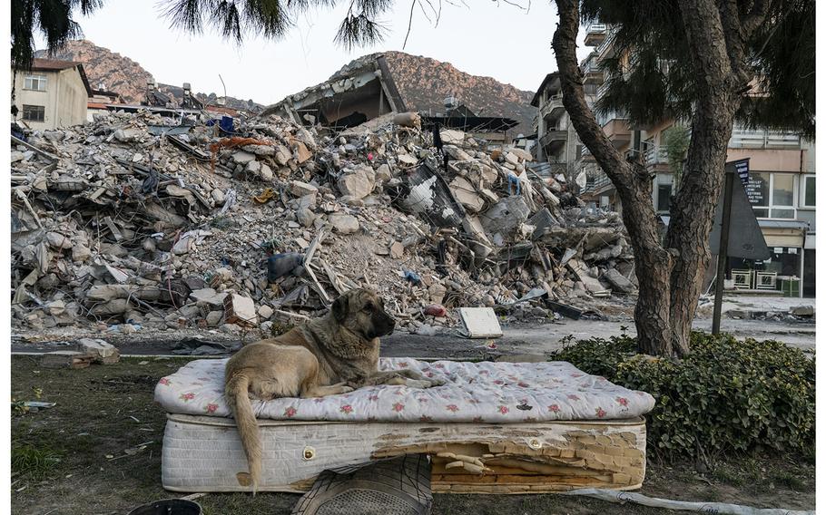 A dog resting on a mattress along Harbiye Street. 