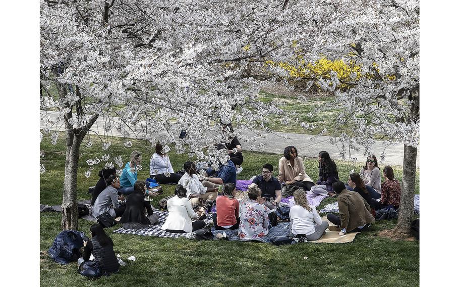 Tourists gather beneath charry blossoms in Washington, D.C., March 23, 2023.