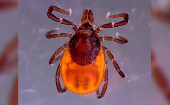 A close up photo of a tick.