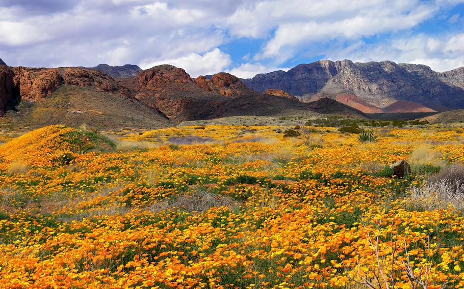 Every spring Mexican yellow poppies fill the landscape of Castner Range, part of Fort Bliss in west Texas.