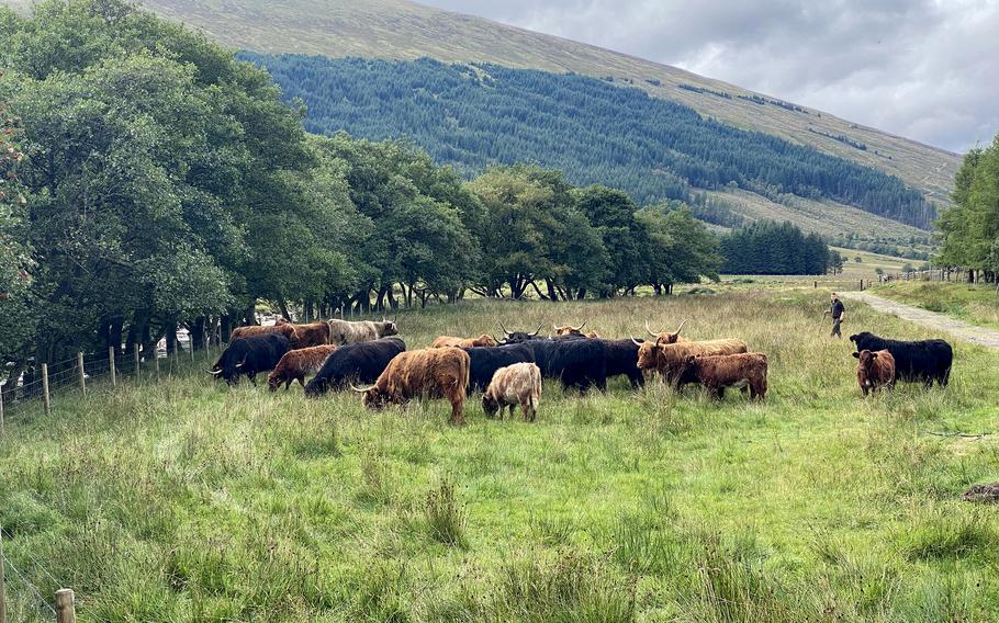 Grazing Highland cattle and verdant hills are a familiar scene along the West Highland Way, a 96-mile hiking route in Scotland. 