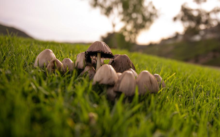 A cluster of mushrooms in Canyon View Park on Jan. 12 in Aliso Viejo, Calif. 
