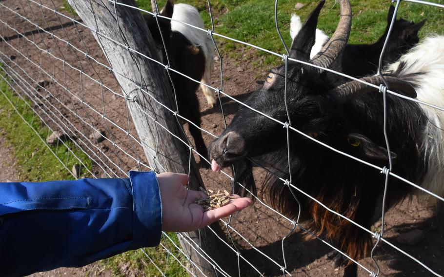 A Valais blackneck goat eats food pellets from the hand of a visitor April 5, 2023, at Freisen Nature Wildlife Park in Germany.