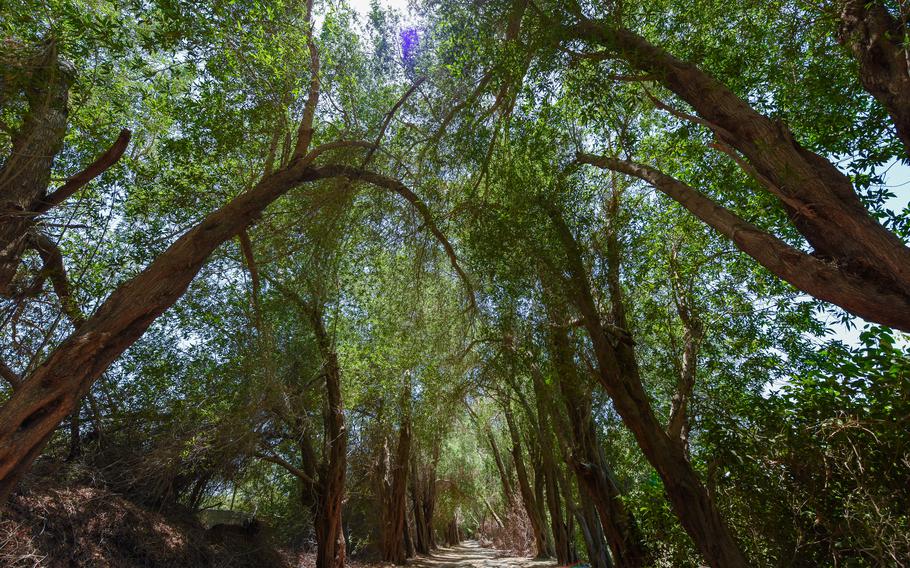 A canopy of trees over a walking path.